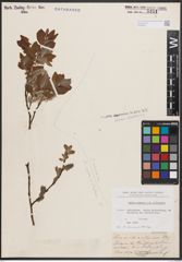 Foto von Salix caprea L. x Salix silesiaca Willd.
